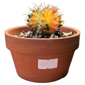 Colorful Cactus in Terracotta Pot